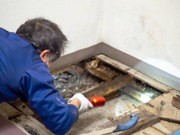 Best Mold Damage Repair  in Williamsport, PA