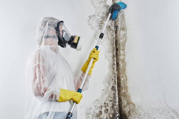 Best Mold Remediation Services  in Williamsport, PA