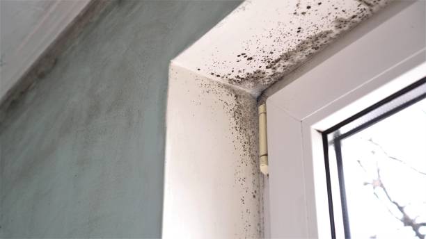 Best Black Mold Removal  in Williamsport, PA