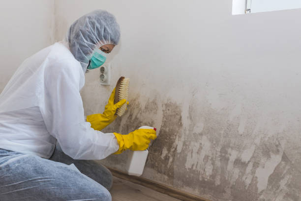 Trusted Williamsport, PA Mold Removal Experts