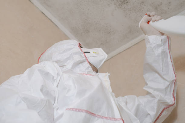 Best Mold Cleaning Services  in Williamsport, PA