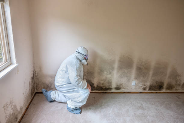 Professional Mold Removal in Williamsport, PA