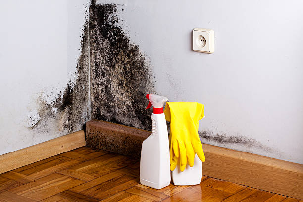 Best Mold Removal and Inspection  in Williamsport, PA