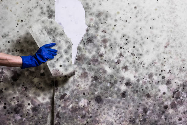 Best Mold Cleaning Services  in Williamsport, PA