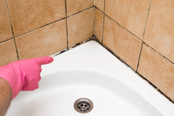 Best Mold Testing  in Williamsport, PA